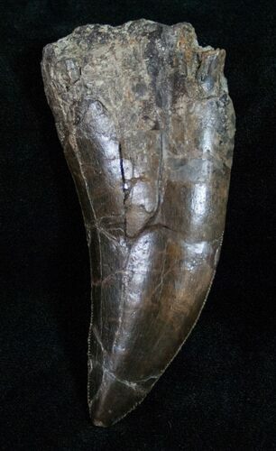 Extremely Rare Torvosaurus Tooth - Skull Creek #12479